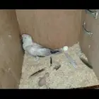 زوج دره هولندي معاه فرخ (تم البيع)