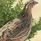 للبيع سمان مهاجر الموقع ينبع البحر