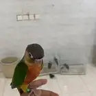 فروخ كنيوور