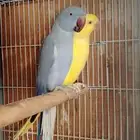 زوج دره هولندي تحته فرخ ( تم البيع.)