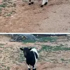 ماعز قزميه مقروعه له حولي شهر للبيع