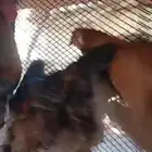 دجاج براهما فاخر