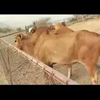 بقر للبيع