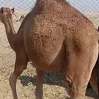 قعدان العدد2 فل شحم علا شعير وبرسيم