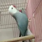 زوج دره كلير تل