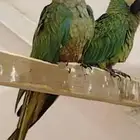 زوج مني مكاو ريد بيلد