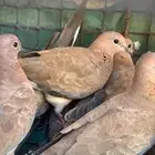 سلام عليكم ورحمة الل  ه
