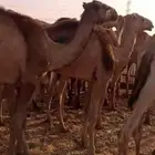 جمال صومالي 50 راس للتواصل