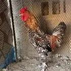 للبيع ديكين ودجاجه