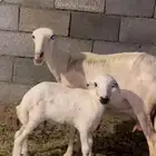 رفيديه ثنيه والد