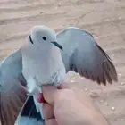 حمام قمري محميه
