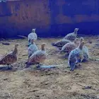 طيور قطا