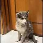 انثى هاسكي بيور للبيع