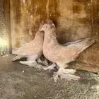 للبيع زوج عراقي منتج