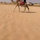 للبيع رحول ابل طيبه جدا