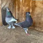 السلام عليكم للبيع زوجين