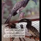 طائر ابو معول نوادر