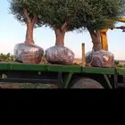 أشجار زيتون معمر ومثمر جميع المقاسات