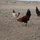 ديوك للبيع
