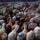 كباش رفيدي 500 راس للتواصل