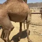 قعود بلدي كفو للبيع