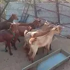 جذعان للبيع