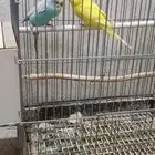 للبيع طيور ال بادجي وليف