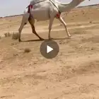 ضريبة وضحا طيبة
