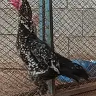 العرض الثالث