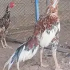 العرض السادس