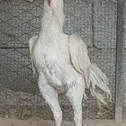 العرض الثامن للدجاج الباكستاني السندي