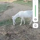 ما شاء الله تبارك الرحمن تيس مشروع فحل طيب