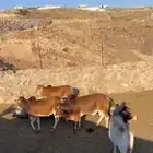 حسلان للبيع0 وصل السوم 4500ريال التواصل واتس فقط