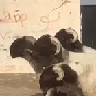 فحول جذعان و ثنيان صنف