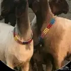 حلاق غنم ماكينه