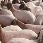 حلاق غنم مكينه
