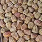 تمر سكري مفتل
