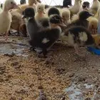 صوص بط بكيني وشرشيري ومصري