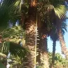 نخل واشنطونيا وشنطونيا