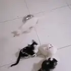 قطط تبنى