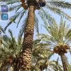 من يريد عمال خراف العمال موجودين نخل طويل قصير