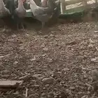 دجاج فيومي عمر 8شهور بياض وشحم وصحه شرط