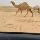 للبيع العونيه اللقحه سنها جذعه ولقحه على باتلي طيب