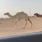 بكار حقه ولقيه