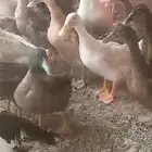 بط بياض مشكل بكيني وشرشري ومصري مسكوفي