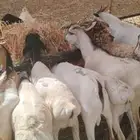 لتجار الجمله والملاحم برابر وتيوس باسعار منافسه جدا