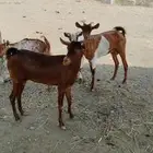 غنم مناتيج للبيع