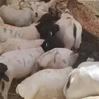 برابر مرابي لحم نظيف يبيض الوجه ومضمووون