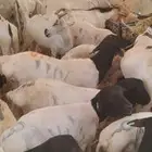لتجار الجمله والملاحم متوفر غنم وقعدان ممتازه تربيه للبيع