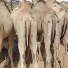 قعدان صومالى مرابي للمناسبات والعزائم لحم يبيض وجهك